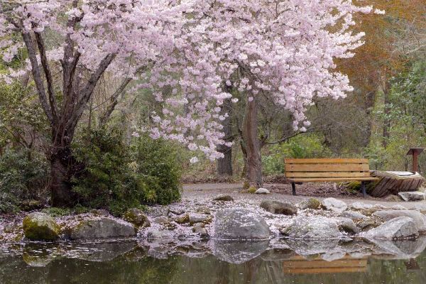 Oregon, Ashland Spring scenic in Lithia Park